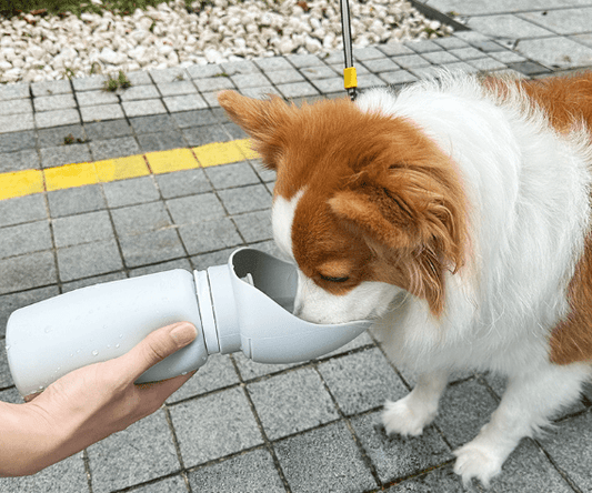 How to Start Running: A Runner's Guide - Yiran Sportslife