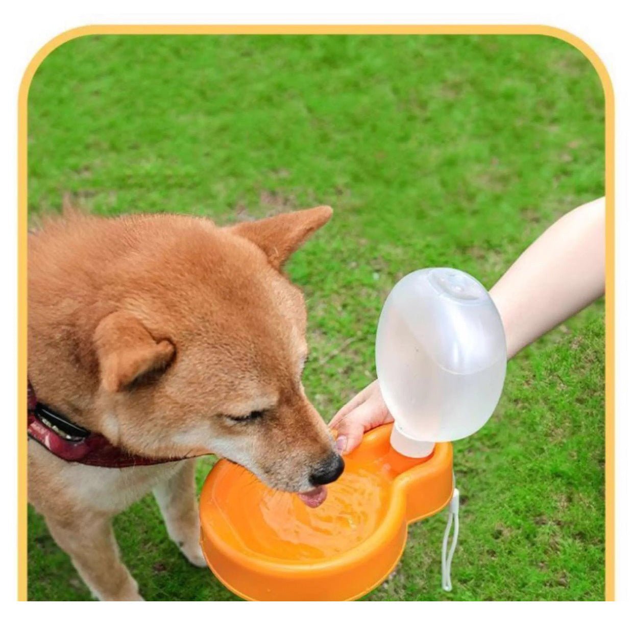 Gravity Feed Dog Water Dispenser Main| Yiran Sportslife